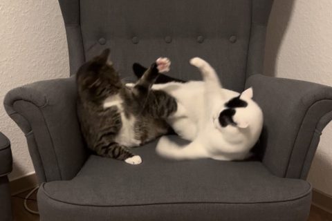 Die zwei Kater Charlie und Rocky, die auf einem Sessel liegen und sich um den Platz streiten