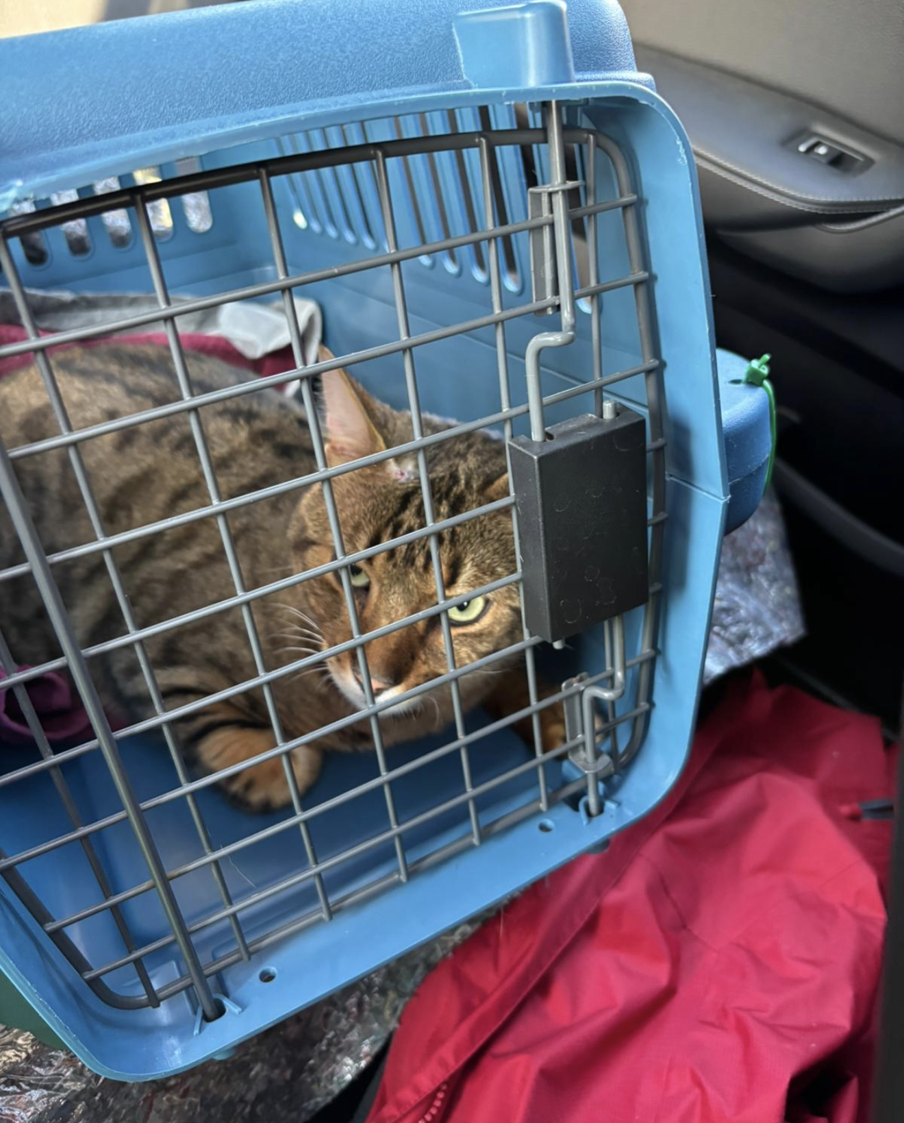 Kater in der Transportbox auf dem Weg zum Tierarzt