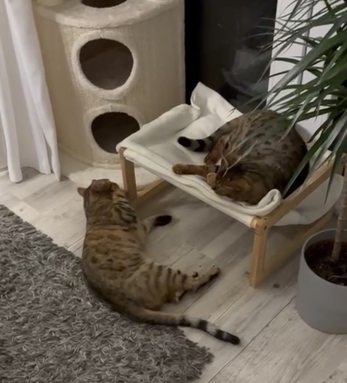 Zwei Bengalen entspannt nebeneinander