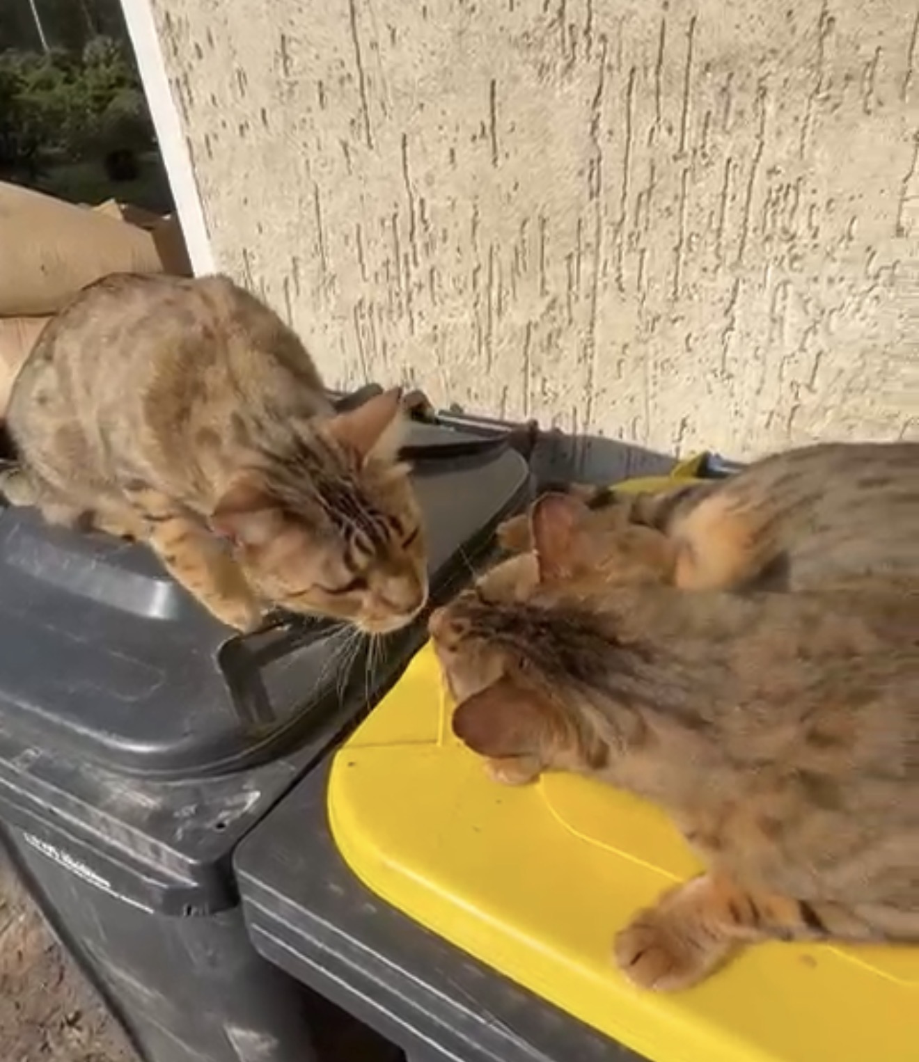 Zwei Bengalen geben sich ein Nasenküsschen