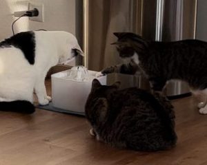 katzenernaehrung-wasser