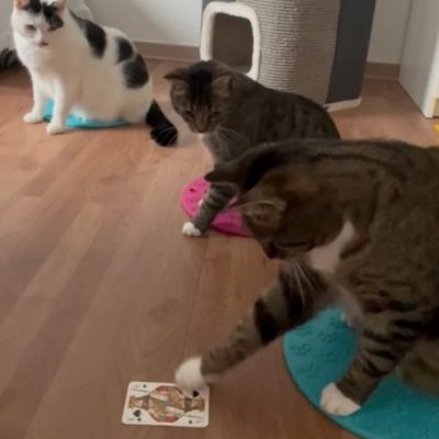 schunppertraining-1