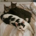 wer-ist-cat-care-meerbusch-1