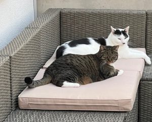 wer-ist-cat-care-meerbusch-5